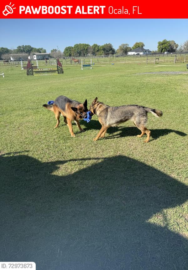 Lost Female Dog last seen Near sw 49th Ave Rd, Ocala, FL 34476