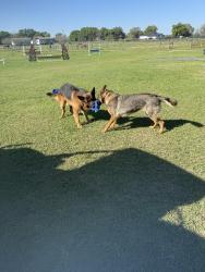 Lost Female Dog last seen Near sw 49th Ave Rd, Ocala, FL 34476