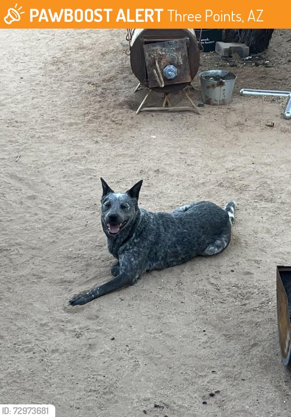 Found/Stray Female Dog last seen South Marstellar and Hermans , Three Points, AZ 85736
