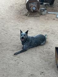 Found/Stray Female Dog last seen South Marstellar and Hermans , Three Points, AZ 85736