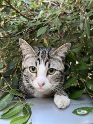 Lost Male Cat last seen Maple st, Orange, CA 92868