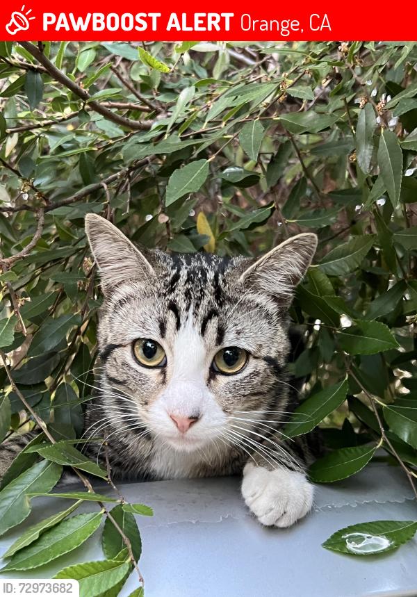 Lost Male Cat last seen Maple st, Orange, CA 92868