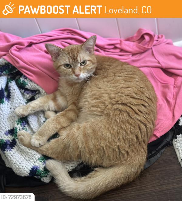 Found/Stray Unknown Cat last seen Arthur Avenue and E US-34, Loveland, CO 80537