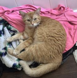 Found/Stray Unknown Cat last seen Arthur Avenue and E US-34, Loveland, CO 80537