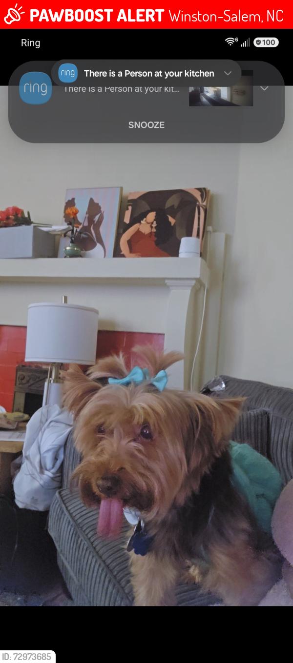 Lost Female Dog last seen Martin Luther king, Winston-Salem, NC 27101