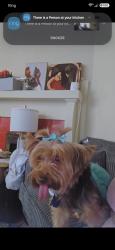 Lost Female Dog last seen Martin Luther king, Winston-Salem, NC 27101