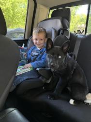 Lost Male Dog last seen Across the road from Bellevue east , Bellevue, NE 68005