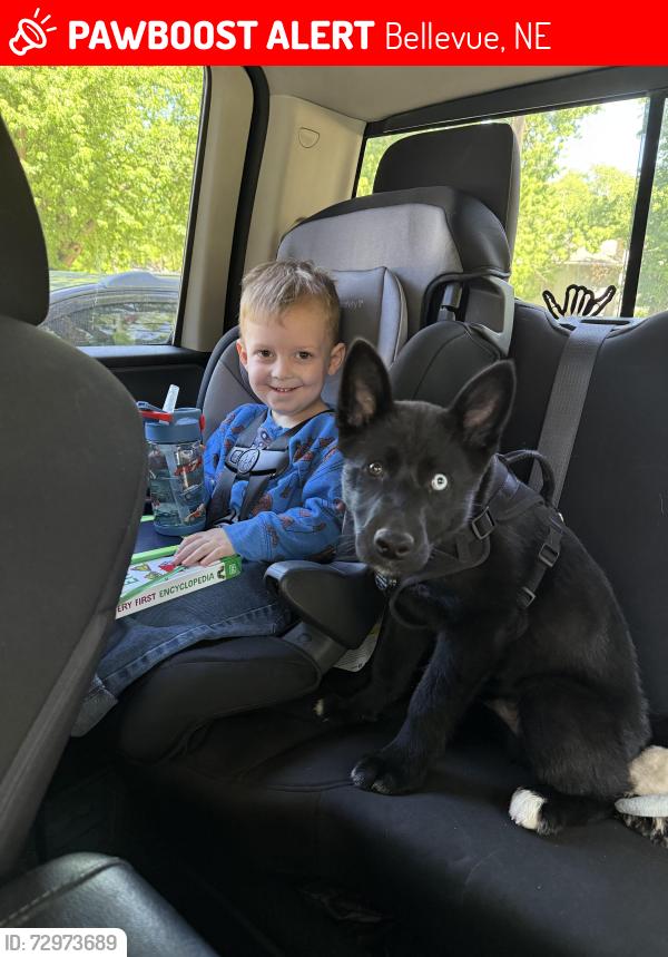 Lost Male Dog last seen Across the road from Bellevue east , Bellevue, NE 68005