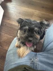 Reunited Female Dog last seen Woodland Rd, Clearview Dr, Monroe, GA 30655
