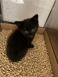 Shelter Stray Female Cat last seen Mount Holly, NC 28120, Gastonia, NC 28052
