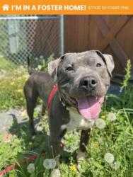 Shelter Stray Male Dog last seen Near Woodheaven Ave, 21216, MD, Baltimore, MD 21230