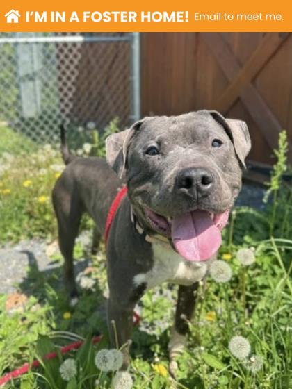 Shelter Stray Male Dog last seen Near Woodheaven Ave, 21216, MD, Baltimore, MD 21230
