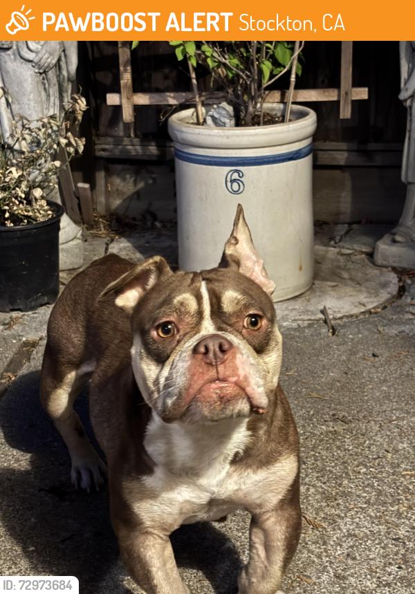 Found/Stray Female Dog last seen Madison elementary school, Stockton, CA 95204