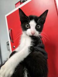 Shelter Stray Male Cat last seen Summerville, SC 29486, North Charleston, SC 29406