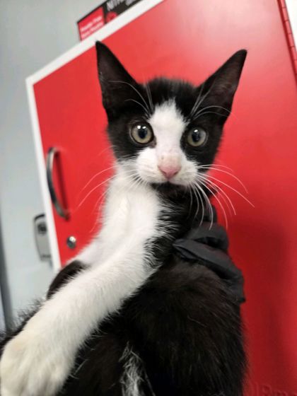 Shelter Stray Male Cat last seen Summerville, SC 29486, North Charleston, SC 29406