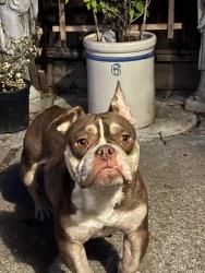 Found/Stray Female Dog last seen Madison elementary school, Stockton, CA 95204