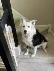 Reunited Female Dog last seen Litchford rd, North Raleigh , Raleigh, NC 27615