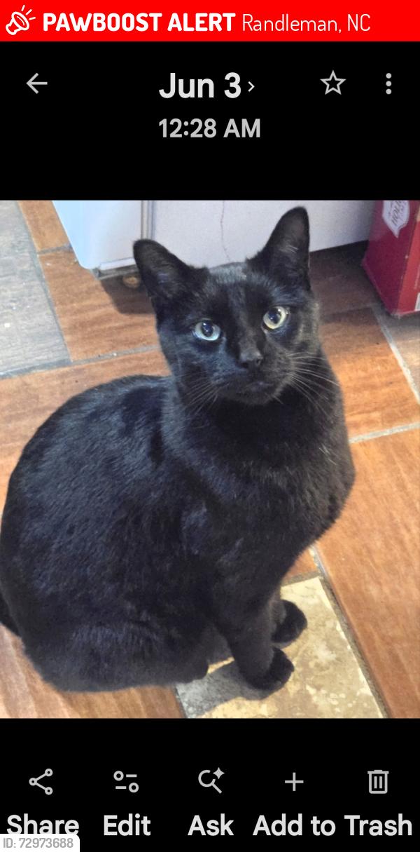 Lost Male Cat last seen Cherrywood rd randleman n.c , Randleman, NC 27317