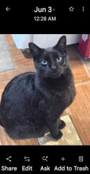 Lost Male Cat last seen Cherrywood rd randleman n.c , Randleman, NC 27317