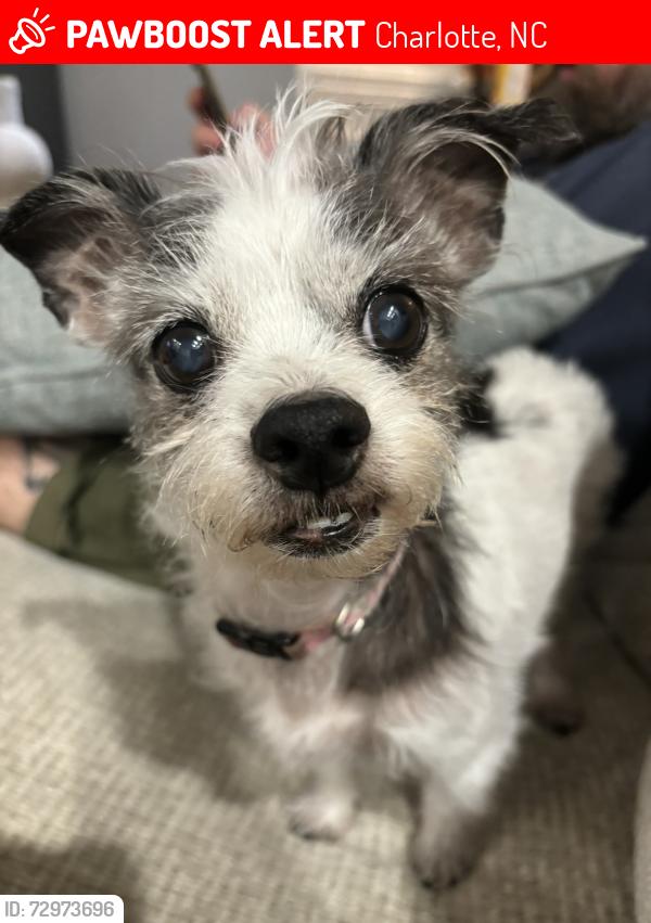 Lost Female Dog last seen Rea rd , Charlotte, NC 28277