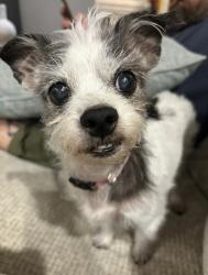 Lost Female Dog last seen Rea rd , Charlotte, NC 28277