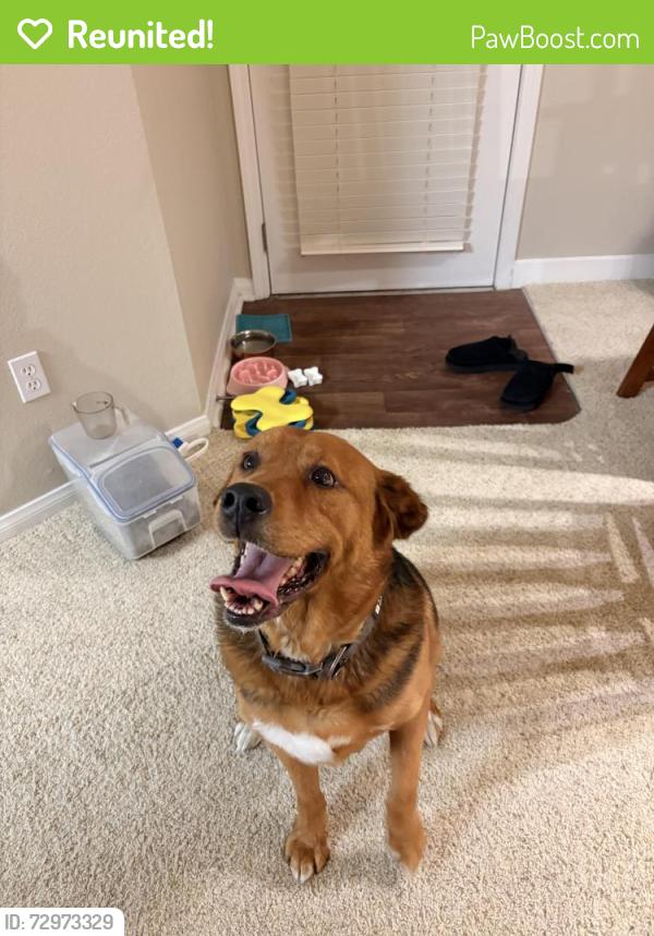 Reunited Male Dog last seen Orchard Park, Sacramento, CA 95833
