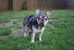 Reunited Male Dog last seen Bethera/Church of God, Bonneau, SC 29431