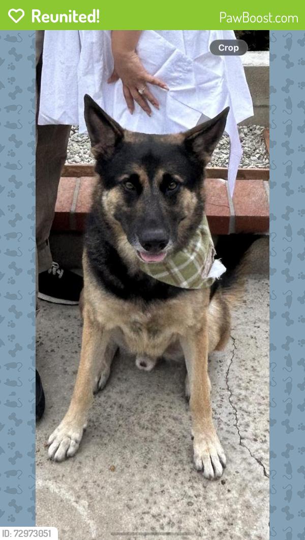Reunited Male Dog last seen Whittier Blvd, Whittier, CA, USA, Whittier, CA 90602