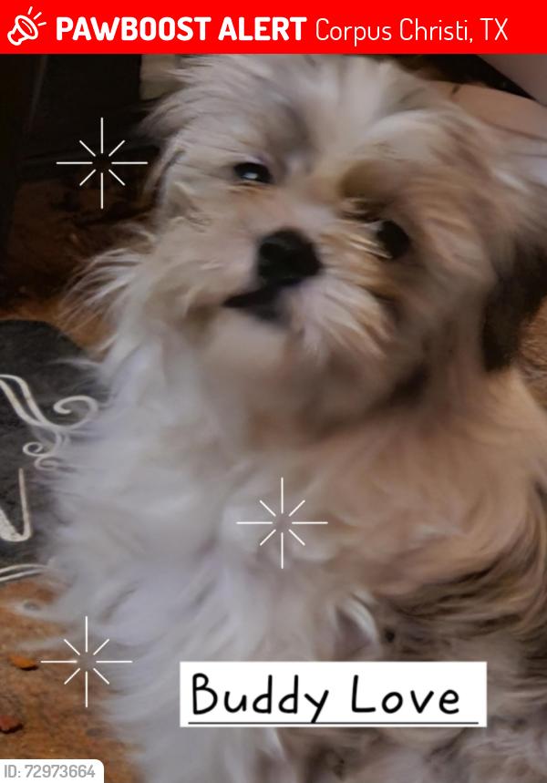 Lost Male Dog last seen Naples and Roosevelt area, Corpus Christi, TX 78415