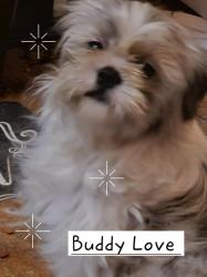 Lost Male Dog last seen Naples and Roosevelt area, Corpus Christi, TX 78415