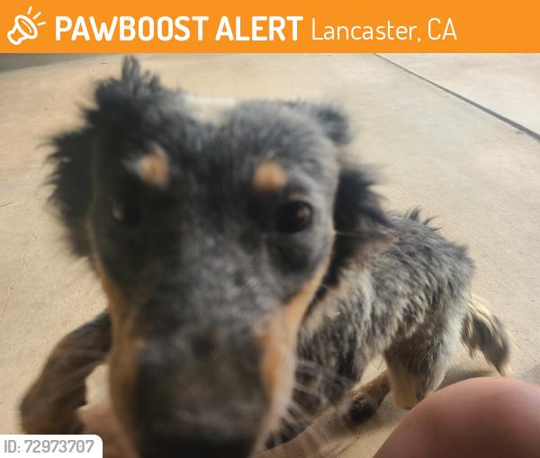 Found/Stray Female Dog last seen Cooperstown, Lancaster, CA 93535