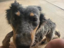 Found/Stray Female Dog last seen Cooperstown, Lancaster, CA 93535