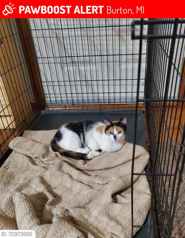 Lost Unknown Cat last seen Near Webber Ave, Burton, MI, Burton, MI 48529