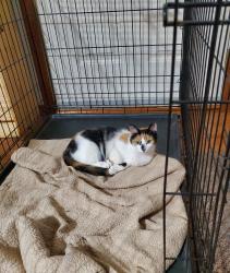 Lost Unknown Cat last seen Near Webber Ave, Burton, MI, Burton, MI 48529