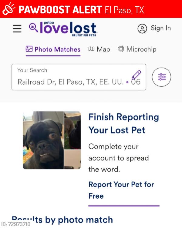 Lost Female Dog last seen Honda pass y rairlord, El Paso, TX 79934