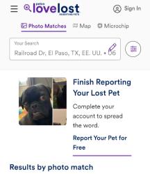 Lost Female Dog last seen Honda pass y rairlord, El Paso, TX 79934