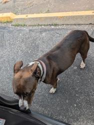 Lost Female Dog last seen Del city highschool, Del City, OK 73115