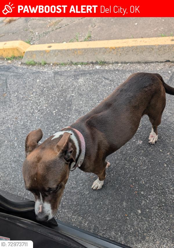 Lost Female Dog last seen Del city highschool, Del City, OK 73115