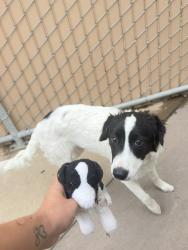 Shelter Stray Male Dog last seen Near Garber Avenue, San Diego, CA, 92139, San Diego, CA 92110