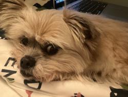 Reunited Female Dog last seen Sunnybrae Elementary, San Mateo, CA 94402