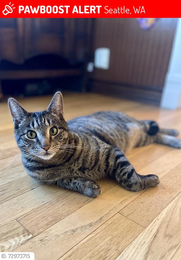 Lost Male Cat last seen Olive and 33rd in Madrona, Seattle, WA 98122