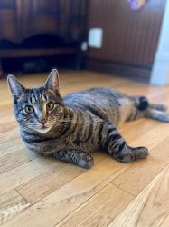 Lost Male Cat last seen Olive and 33rd in Madrona, Seattle, WA 98122