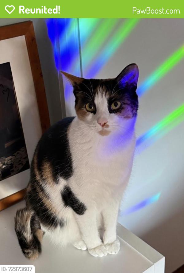 Reunited Female Cat last seen Woodman Rd. near Delta and Deekay, Richmond, VA 23228