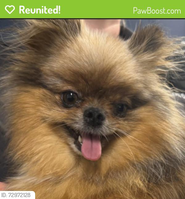 Reunited Female Dog last seen Port St Lucie, Port St. Lucie, FL 34986