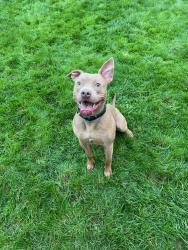 Reunited Male Dog last seen Sw Murray Blvd, Sw 6th St, Beaverton, OR 97005