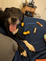 Lost Female Dog last seen Fremont and 15th Street, Las Vegas, NV 89101