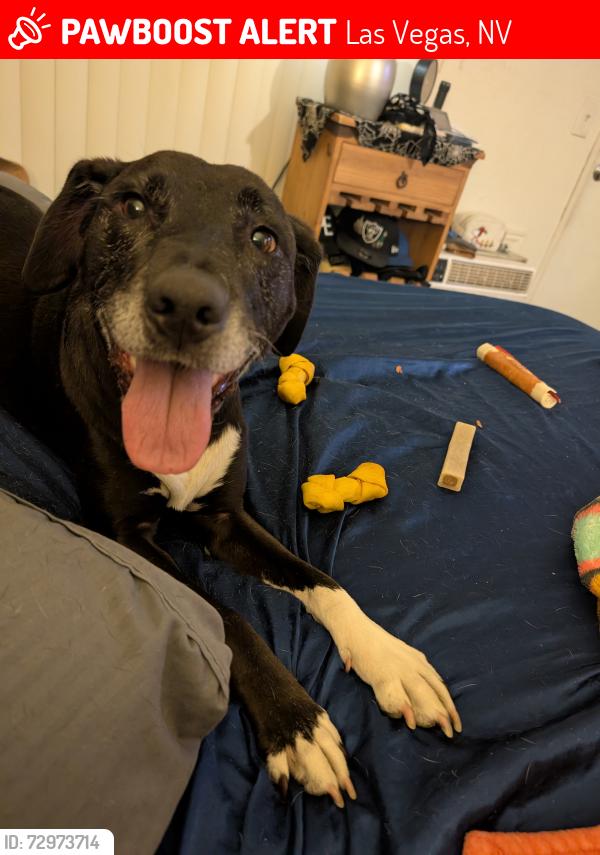 Lost Female Dog last seen Fremont and 15th Street, Las Vegas, NV 89101