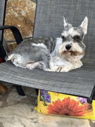 Lost Male Dog last seen Zeb Haynes Rd, Maiden, NC 28650