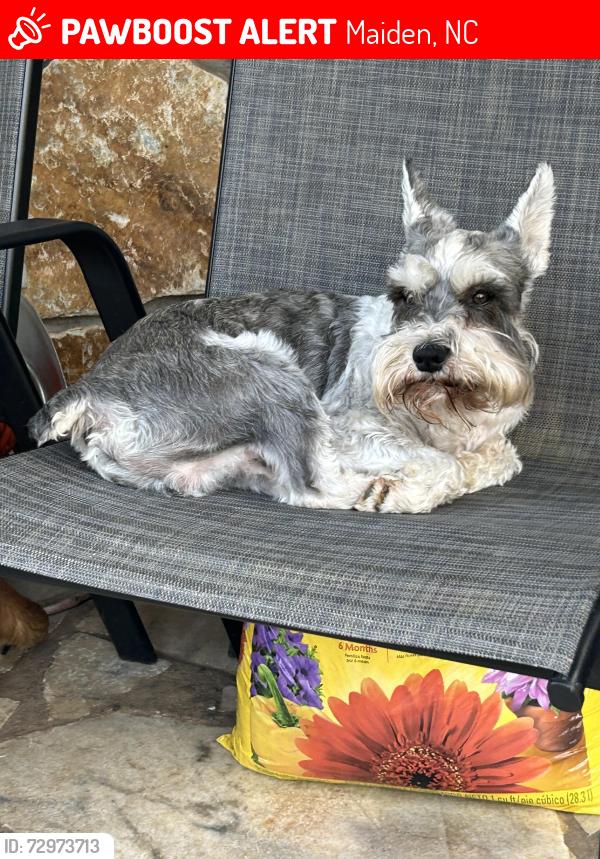 Lost Male Dog last seen Zeb Haynes Rd, Maiden, NC 28650