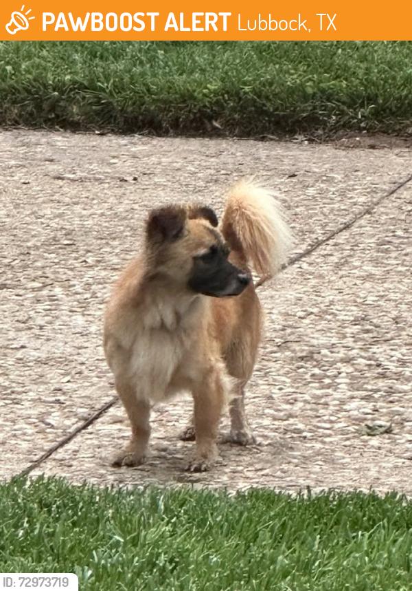 Found/Stray Male Dog last seen 16th and Salem, Lubbock, TX 79416